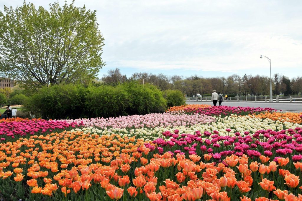 Festival des tulipes à Ottawa